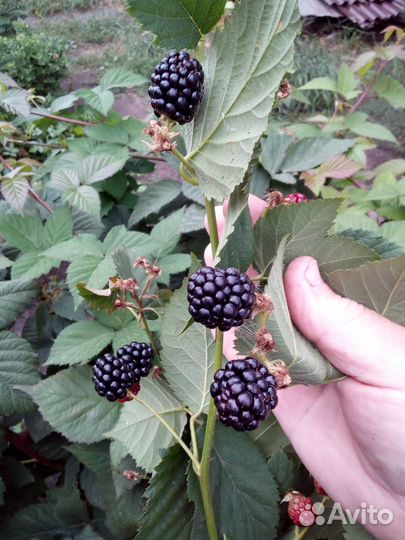 Ежевика бесшипная торнфри саженцы