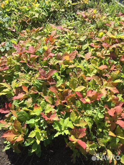 Саженцы красного канадского дуба