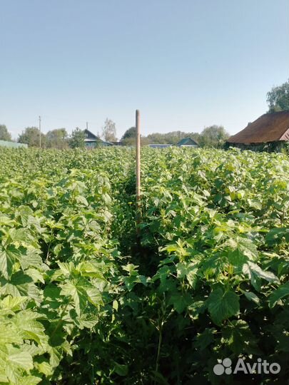 Саженцы черной смородины