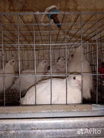 Перепелки несушки и самцы