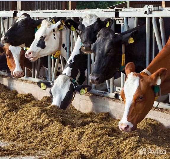 Премикс для увеличения надоев и жирности молока