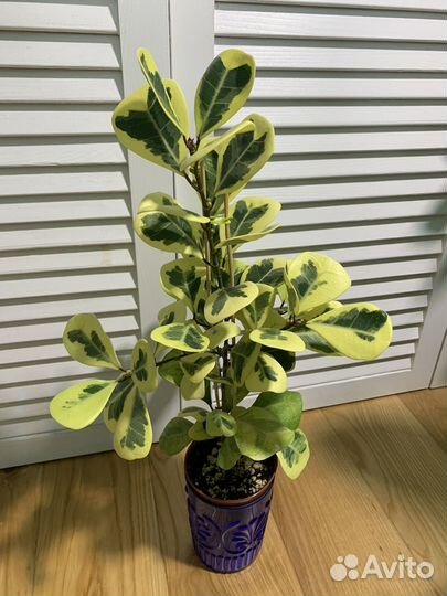 Сортовые фикусы 1