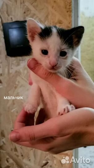 Котята в добрые руки бесплатно