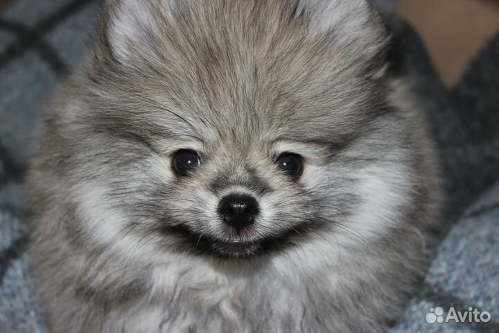 Щенки шпица