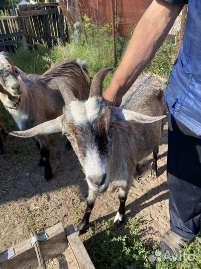 Коза дойная
