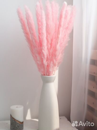 Пампасная трава, кортадерия, сухоцветы