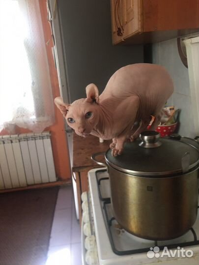 Животные