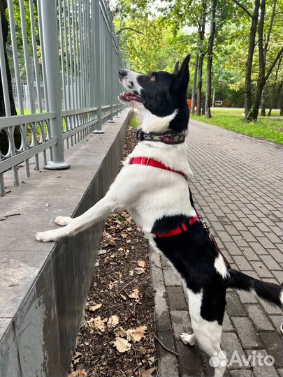 Собака в дар