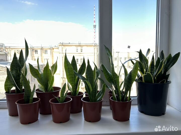 Сансивиерия