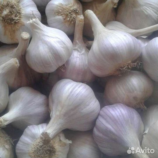 Чеснок на еду и на посадку