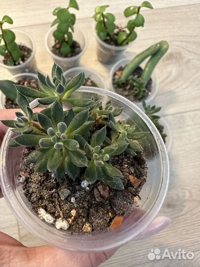 Суккуленты