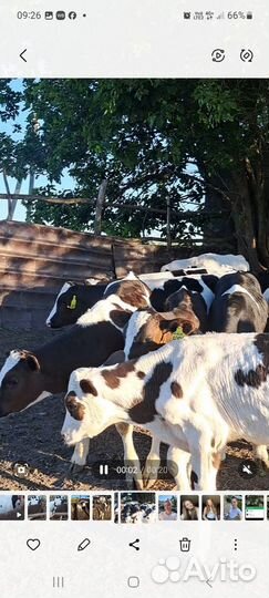 Телята бычки