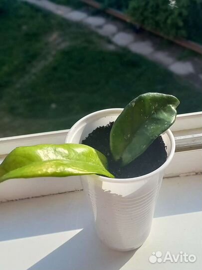 Хойя карноза