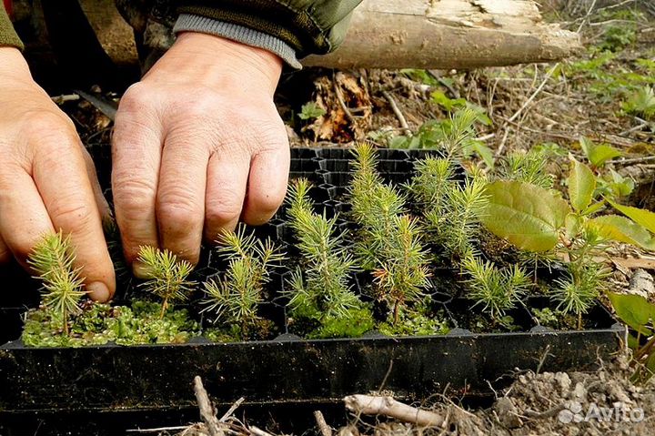 Разнорабочий ежедневные выплаты