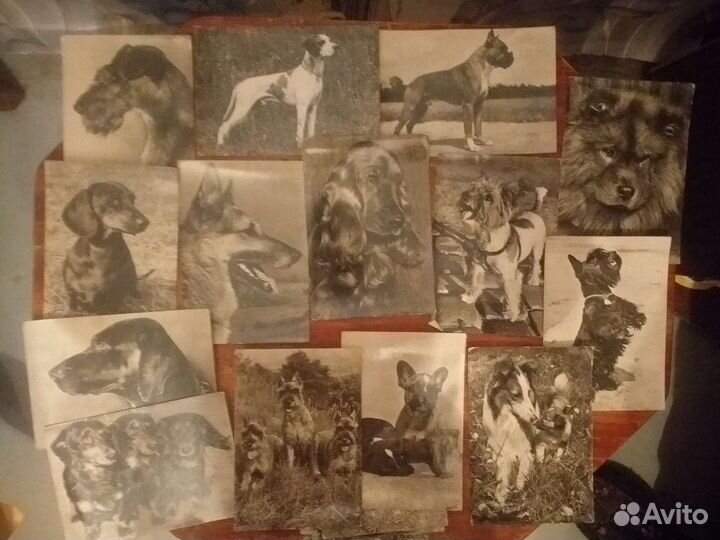 Открытки собаки СССР цена за все почтовые