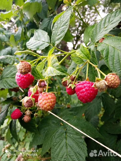 Ремонтантная малина