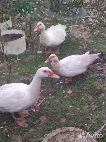 Индоутки, гуси