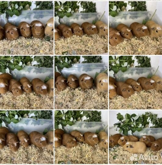 Очаровательные кабанчики