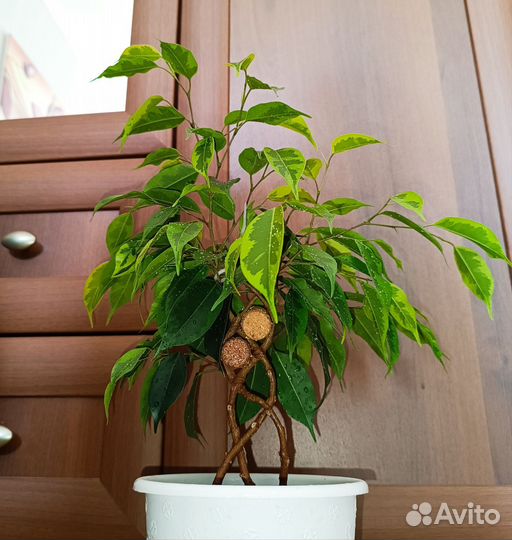 Фикус Бенджамина