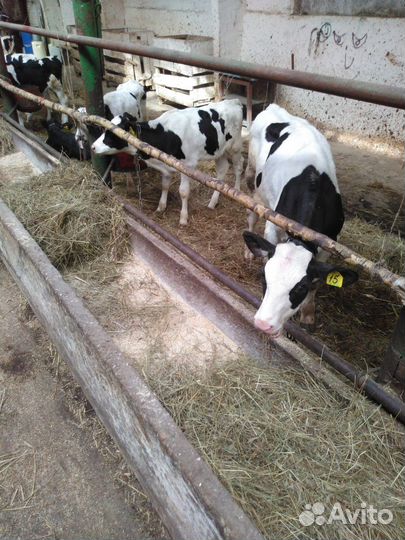 Телятаи и бычки доставка