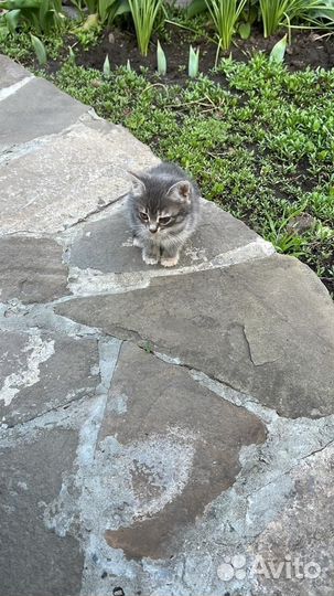 Отдам кошечку
