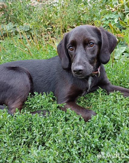 Щенок лабрадор метис в семью