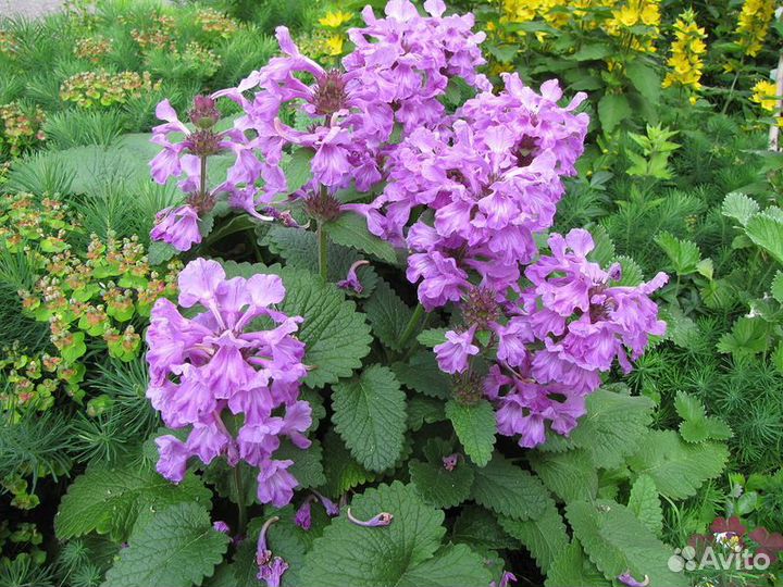 Астильбы,пион, много разных цветов