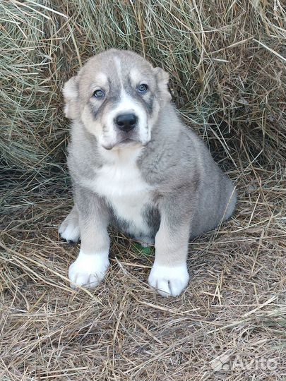 Щенки сао алабай