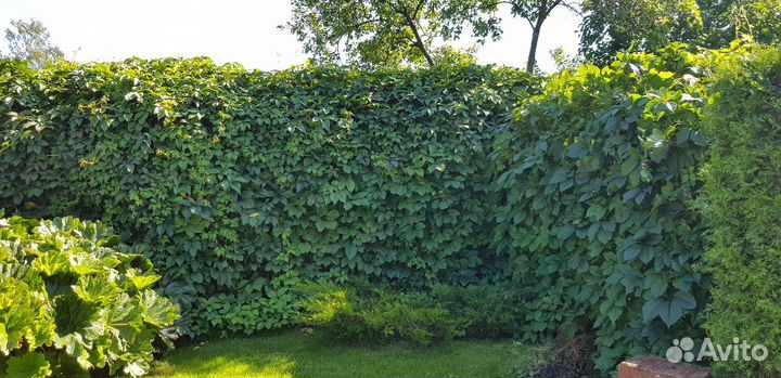 Девичий виноград