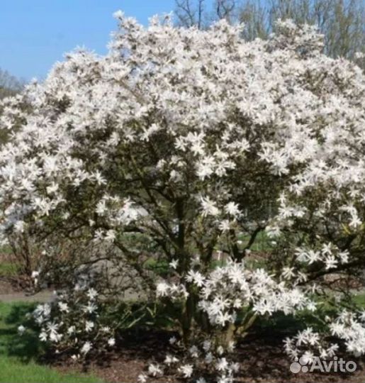 Магнолия Кобус