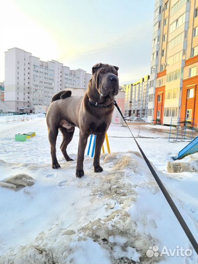 Шарпей вязка