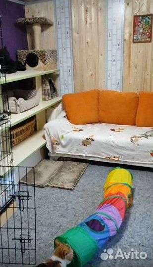 Передержка ваших кисов) и маленьких собачек мо