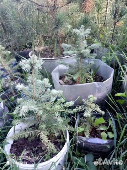 Ель голубая