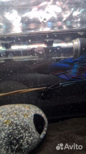 Рыбка петушок самец