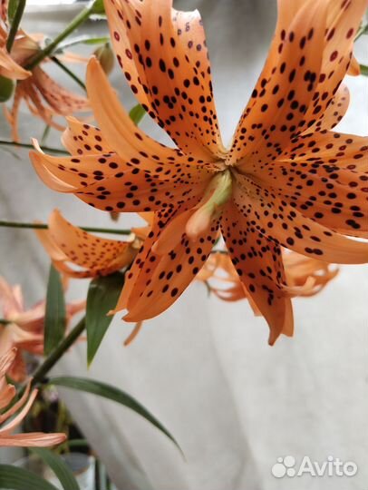 Тигровые лилии луковицы