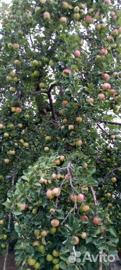 Яблоки сорт Боровинка