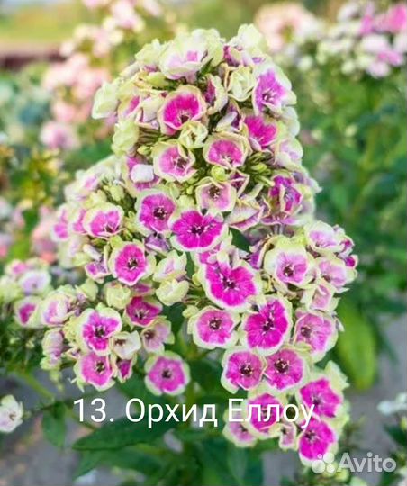 Многолетники