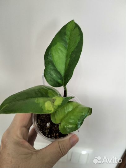 Сциндапсус Глобал Грин