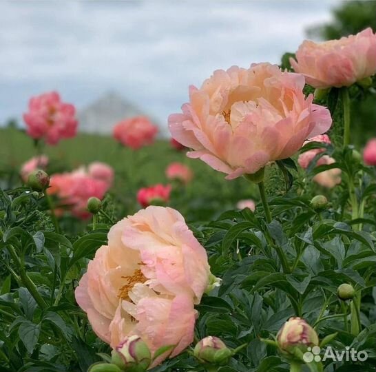 Корни пионов