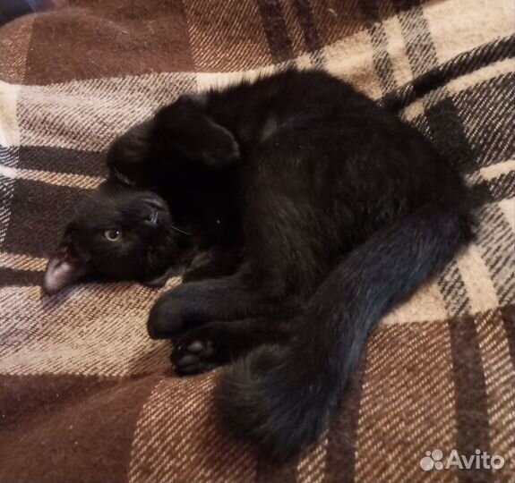 Кошка-малышка-чернышка