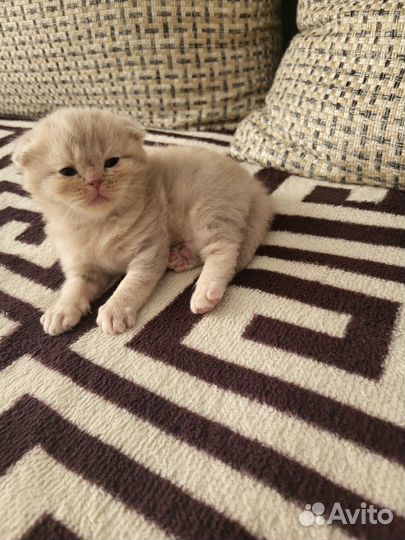 Британские вислоухие котята