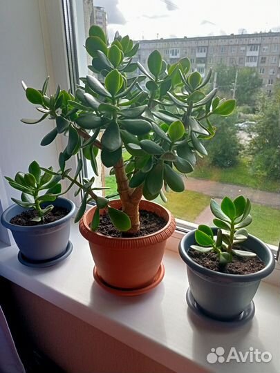 Денежное дерево (Толстянка)