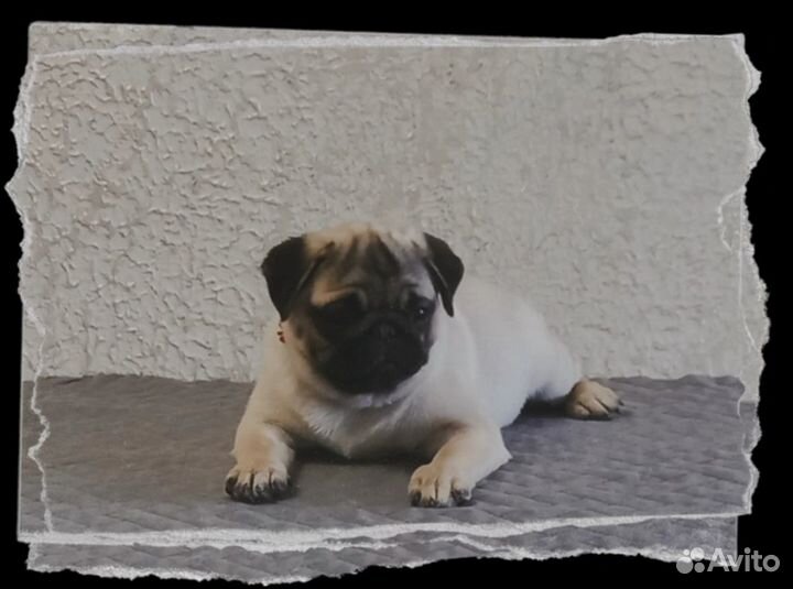 Щенок мопса(девочка)