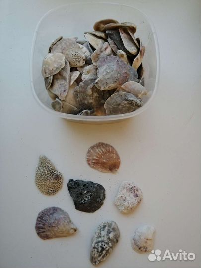 Морские ракушки