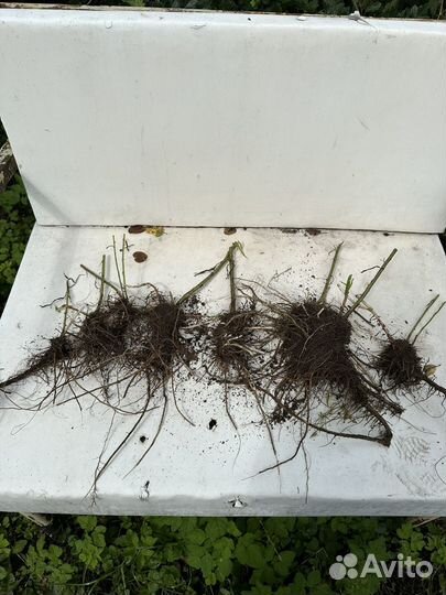 Эстрагон тархун