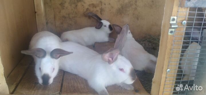 Кролики с доставкой