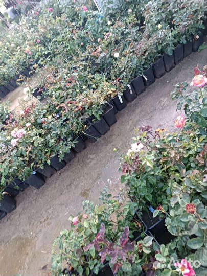 Саженцы Роз пр-во красный яр