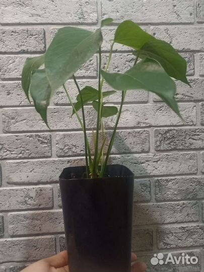 Комнатные цветы антуриум
