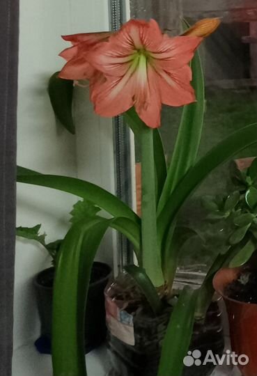 Гиппиаструм