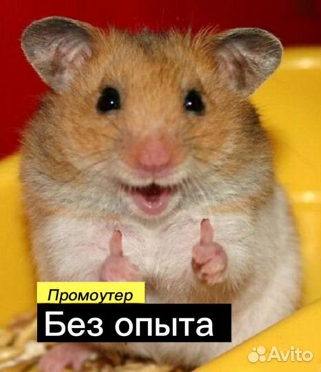 Промоутер/без опыта